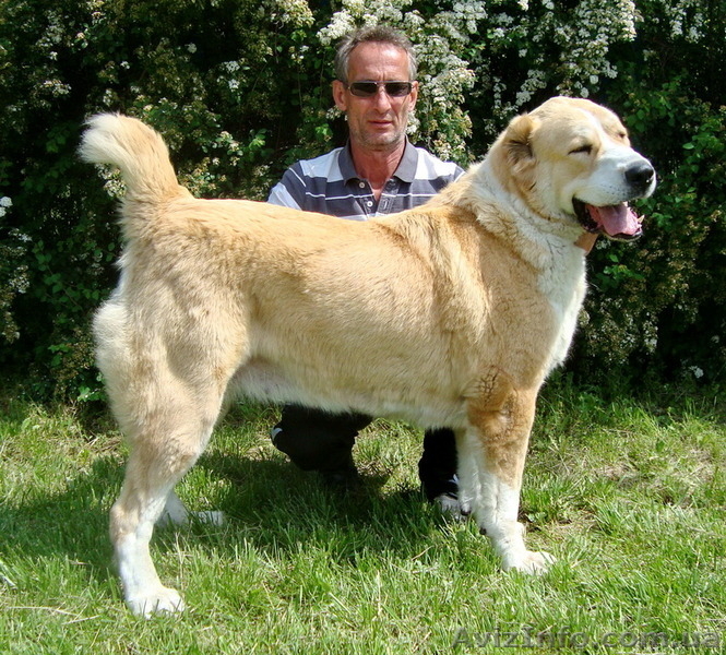 Подрощенная сука САО (алабая) клеймо, прививки, документы КСУ. - <ro>Изображение</ro><ru>Изображение</ru> #8, <ru>Объявление</ru> #1571241