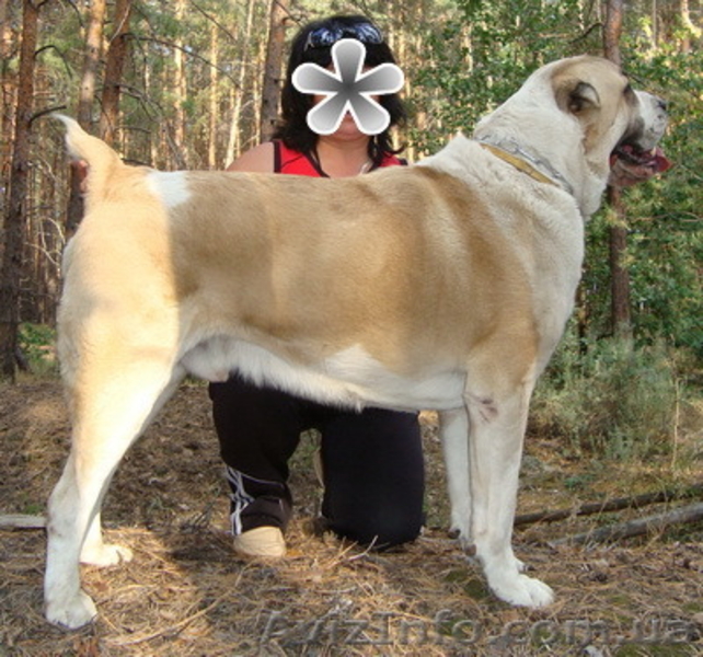 Подрощенная сука САО (алабая) клеймо, прививки, документы КСУ. - <ro>Изображение</ro><ru>Изображение</ru> #6, <ru>Объявление</ru> #1571241