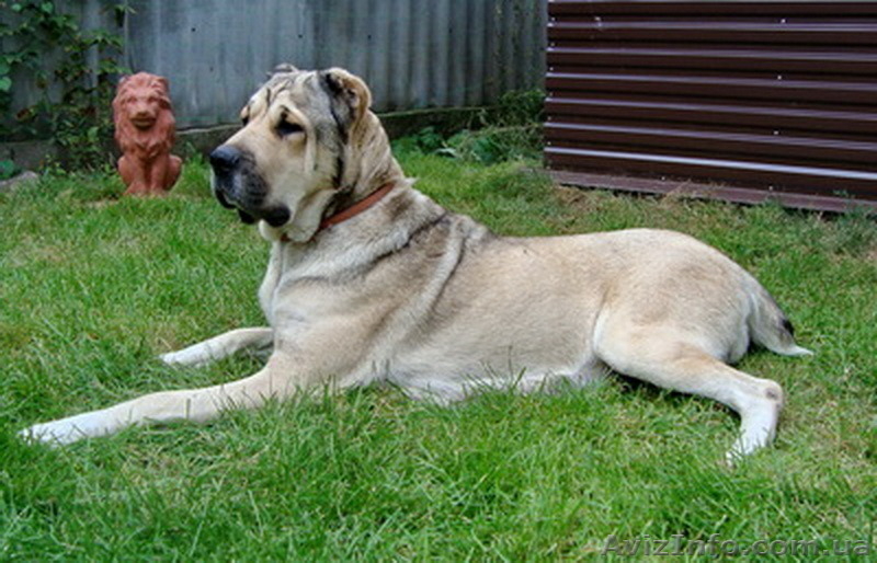 Крупный породный щенок САО (алабай). - <ro>Изображение</ro><ru>Изображение</ru> #5, <ru>Объявление</ru> #1570609