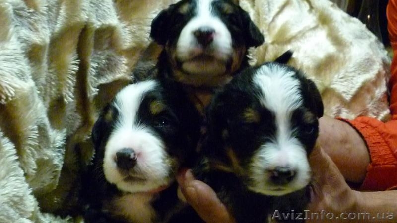 Перспективные щенки Бернского зенненхунда - <ro>Изображение</ro><ru>Изображение</ru> #3, <ru>Объявление</ru> #1580975