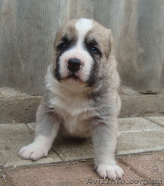 Питомник предлагает щенков САО - любителям алабаев. - <ro>Изображение</ro><ru>Изображение</ru> #3, <ru>Объявление</ru> #1581082