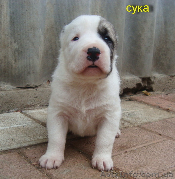 Питомник предлагает щенков САО - любителям алабаев. - <ro>Изображение</ro><ru>Изображение</ru> #6, <ru>Объявление</ru> #1581082