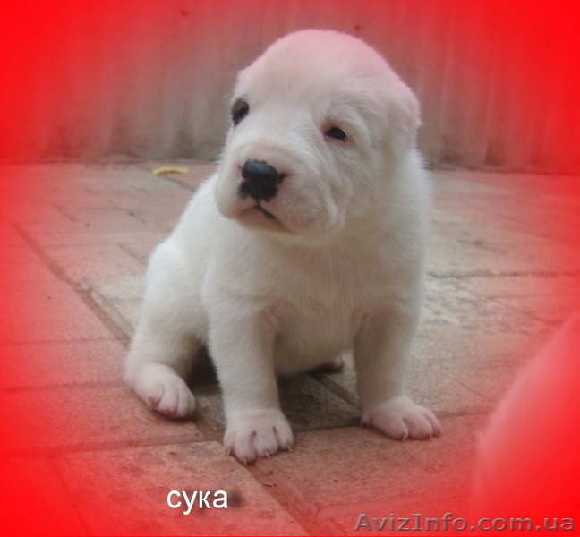 Питомник предлагает щенков САО - любителям алабаев. - <ro>Изображение</ro><ru>Изображение</ru> #5, <ru>Объявление</ru> #1581082