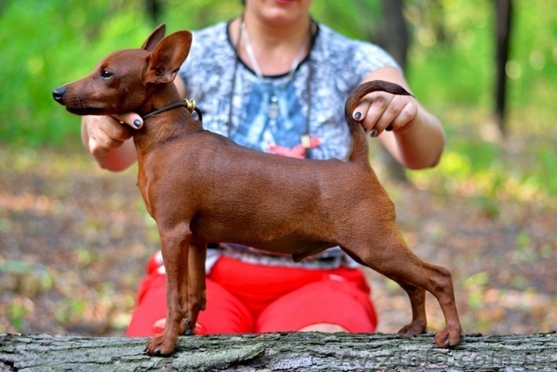 Цвергпинчер щенок. - <ro>Изображение</ro><ru>Изображение</ru> #3, <ru>Объявление</ru> #1589794