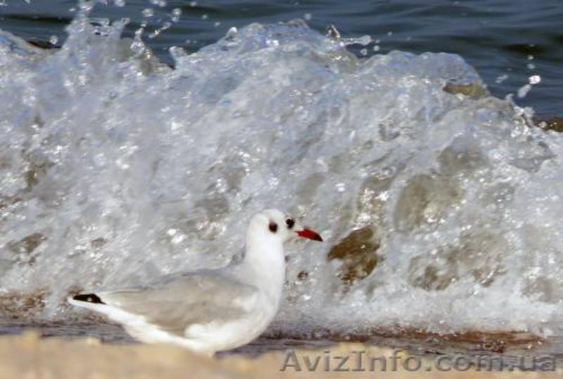 Пассажирские перевозки на Азовское море. - <ro>Изображение</ro><ru>Изображение</ru> #5, <ru>Объявление</ru> #877448