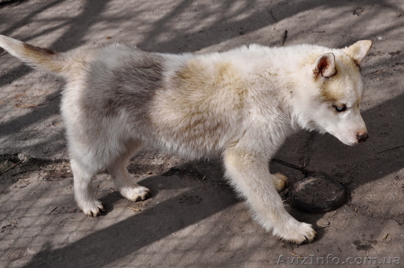 Щенки хаски, питомник КСУ. - <ro>Изображение</ro><ru>Изображение</ru> #3, <ru>Объявление</ru> #1599081