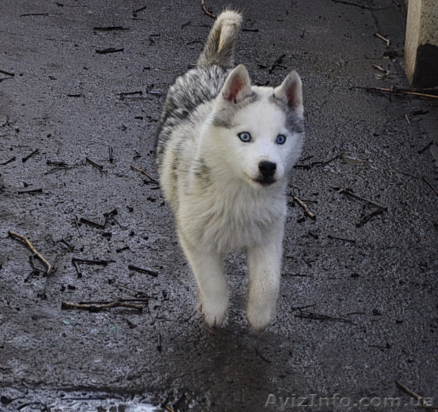 Щенки хаски, питомник КСУ. - <ro>Изображение</ro><ru>Изображение</ru> #4, <ru>Объявление</ru> #1599081