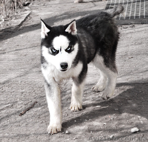 Щенки хаски, питомник КСУ. - <ro>Изображение</ro><ru>Изображение</ru> #9, <ru>Объявление</ru> #1599081