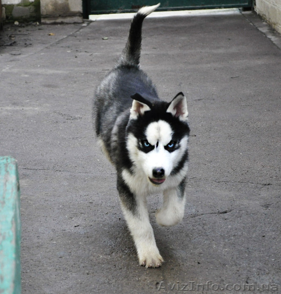 Щенки хаски, питомник КСУ. - <ro>Изображение</ro><ru>Изображение</ru> #10, <ru>Объявление</ru> #1599081