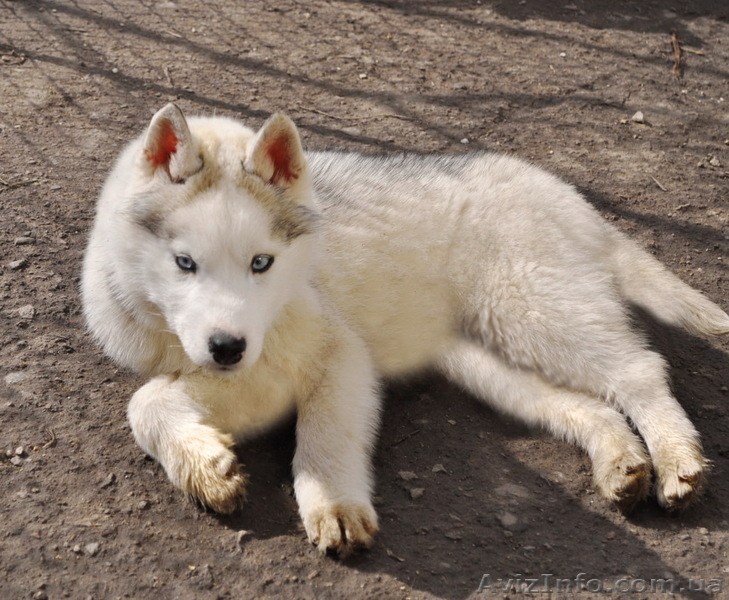 Щенки хаски, питомник КСУ. - <ro>Изображение</ro><ru>Изображение</ru> #5, <ru>Объявление</ru> #1599081