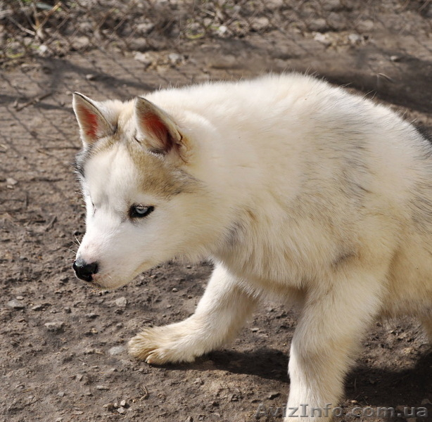 Щенки хаски, питомник КСУ. - <ro>Изображение</ro><ru>Изображение</ru> #6, <ru>Объявление</ru> #1599081