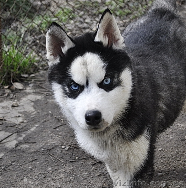 Щенки хаски, питомник КСУ. - <ro>Изображение</ro><ru>Изображение</ru> #8, <ru>Объявление</ru> #1599081