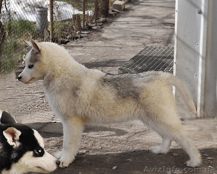 Щенки хаски, питомник КСУ. - <ro>Изображение</ro><ru>Изображение</ru> #7, <ru>Объявление</ru> #1599081