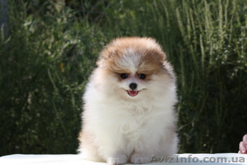 Померанский шпиц патик - <ro>Изображение</ro><ru>Изображение</ru> #3, <ru>Объявление</ru> #1632260
