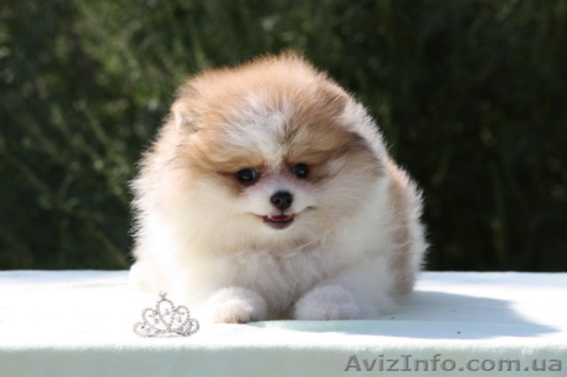 Померанский шпиц патик - <ro>Изображение</ro><ru>Изображение</ru> #4, <ru>Объявление</ru> #1632260