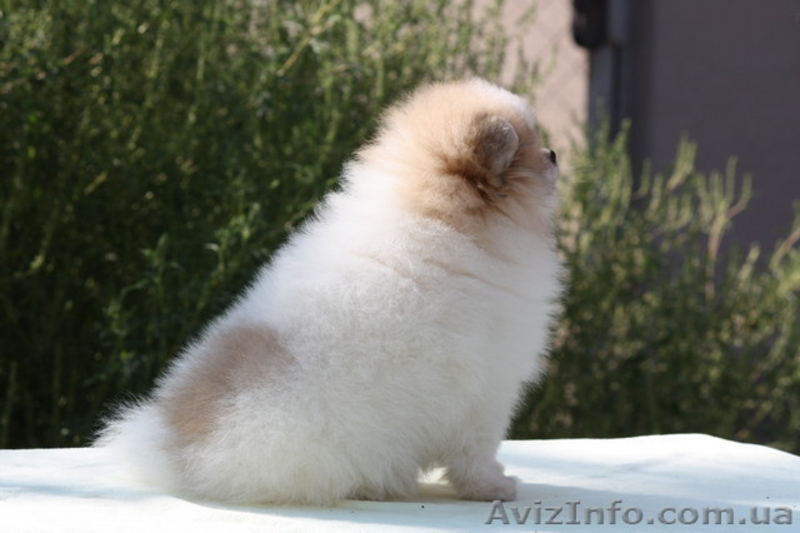 Померанский шпиц патик - <ro>Изображение</ro><ru>Изображение</ru> #5, <ru>Объявление</ru> #1632260