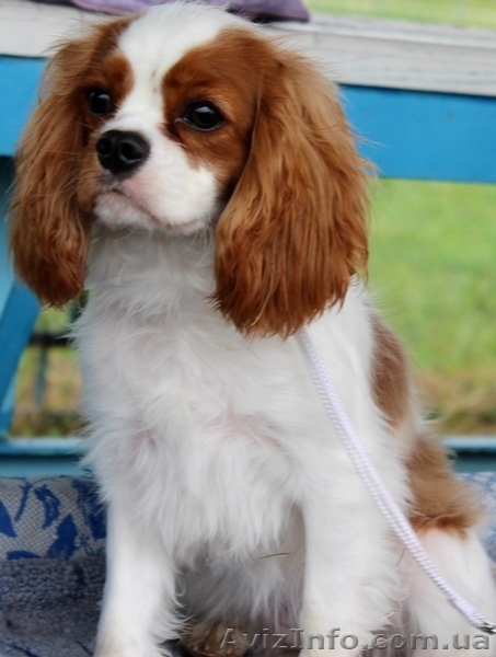 Питомник предлагает шикарную девочку Кавалер кинг чарльз спаниеля - <ro>Изображение</ro><ru>Изображение</ru> #3, <ru>Объявление</ru> #1634418