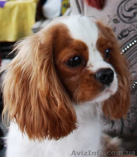 Питомник предлагает шикарную девочку Кавалер кинг чарльз спаниеля - <ro>Изображение</ro><ru>Изображение</ru> #4, <ru>Объявление</ru> #1634418