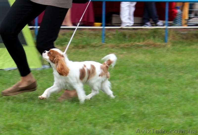 Питомник предлагает шикарную девочку Кавалер кинг чарльз спаниеля - <ro>Изображение</ro><ru>Изображение</ru> #5, <ru>Объявление</ru> #1634418