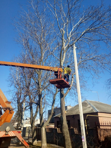 Спилим деревья, распилим на дрова - <ro>Изображение</ro><ru>Изображение</ru> #3, <ru>Объявление</ru> #1656101