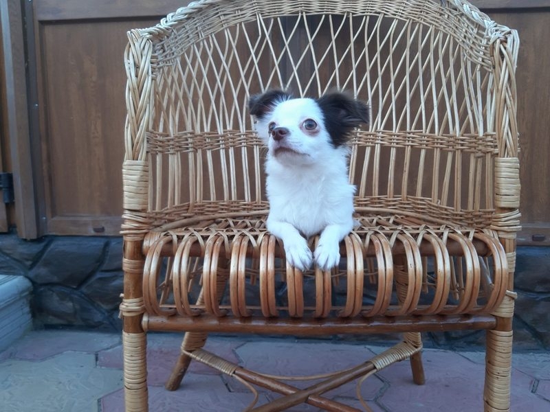 Щенок чихуахуа длинношерстный, 5 месяцев, белый с шоколадом - <ro>Изображение</ro><ru>Изображение</ru> #3, <ru>Объявление</ru> #1658986