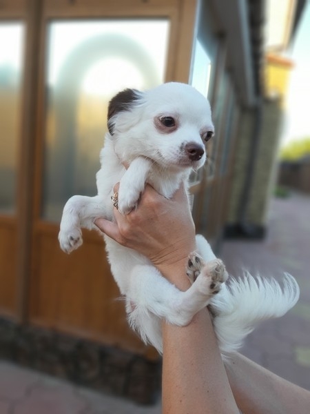 Щенок чихуахуа длинношерстный, 5 месяцев, белый с шоколадом - <ro>Изображение</ro><ru>Изображение</ru> #4, <ru>Объявление</ru> #1658986