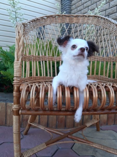 Щенок чихуахуа длинношерстный, 5 месяцев, белый с шоколадом - <ro>Изображение</ro><ru>Изображение</ru> #5, <ru>Объявление</ru> #1658986