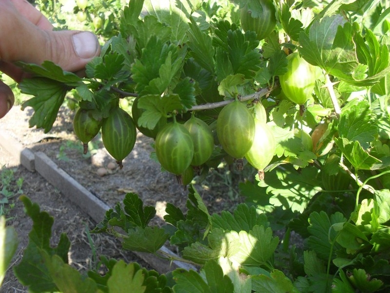 саженцы крыжовника - <ro>Изображение</ro><ru>Изображение</ru> #3, <ru>Объявление</ru> #1660354