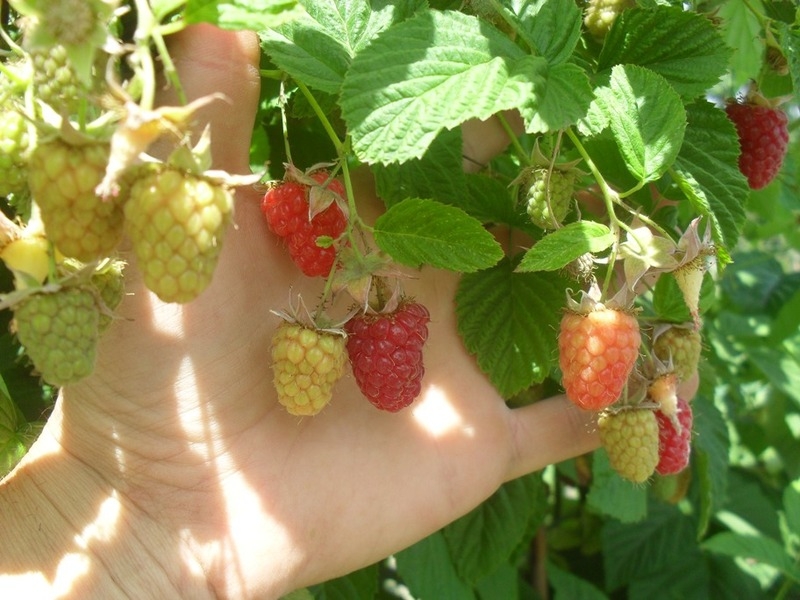 саженцы малины - <ro>Изображение</ro><ru>Изображение</ru> #3, <ru>Объявление</ru> #1607437