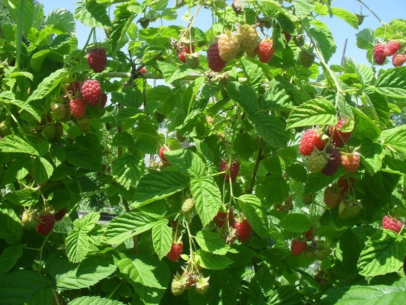 саженцы малины - <ro>Изображение</ro><ru>Изображение</ru> #4, <ru>Объявление</ru> #1607437