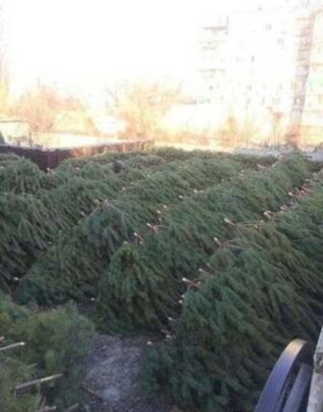 Елки сосна оптом - <ro>Изображение</ro><ru>Изображение</ru> #3, <ru>Объявление</ru> #1670352