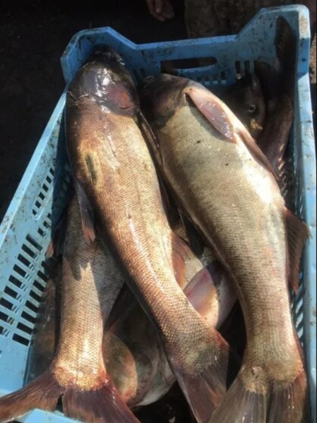 Предприятие реализует рыбу! Опт! - <ro>Изображение</ro><ru>Изображение</ru> #3, <ru>Объявление</ru> #1675230