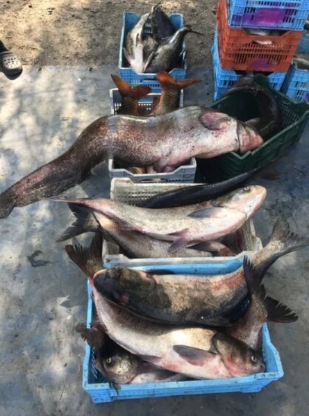 Предприятие реализует рыбу! Опт! - <ro>Изображение</ro><ru>Изображение</ru> #4, <ru>Объявление</ru> #1675230