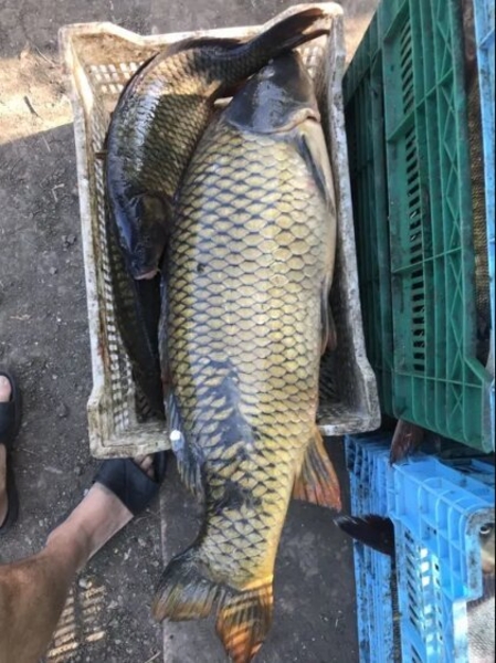 Предприятие реализует рыбу! Опт! - <ro>Изображение</ro><ru>Изображение</ru> #5, <ru>Объявление</ru> #1675230