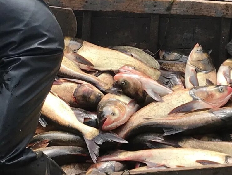 Предприятие реализует рыбу! Опт! - <ro>Изображение</ro><ru>Изображение</ru> #6, <ru>Объявление</ru> #1675230