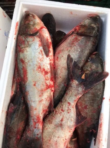 Предприятие реализует рыбу! Опт! - <ro>Изображение</ro><ru>Изображение</ru> #7, <ru>Объявление</ru> #1675230