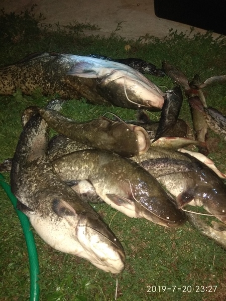 Samus 1000, samus pwm5, Rich AC 5m сомолов, прибор для ловли сома - <ro>Изображение</ro><ru>Изображение</ru> #7, <ru>Объявление</ru> #1678918