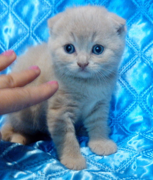 Котята вислоухие шотландские. Фото - реальные. - <ro>Изображение</ro><ru>Изображение</ru> #5, <ru>Объявление</ru> #1116982