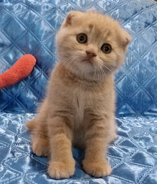 Котята вислоухие шотландские. Фото - реальные. - <ro>Изображение</ro><ru>Изображение</ru> #3, <ru>Объявление</ru> #1116982