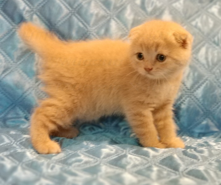 Котята вислоухие шотландские. Фото - реальные. - <ro>Изображение</ro><ru>Изображение</ru> #4, <ru>Объявление</ru> #1116982