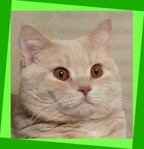 Котята вислоухие шотландские. Фото - реальные. - <ro>Изображение</ro><ru>Изображение</ru> #7, <ru>Объявление</ru> #1116982