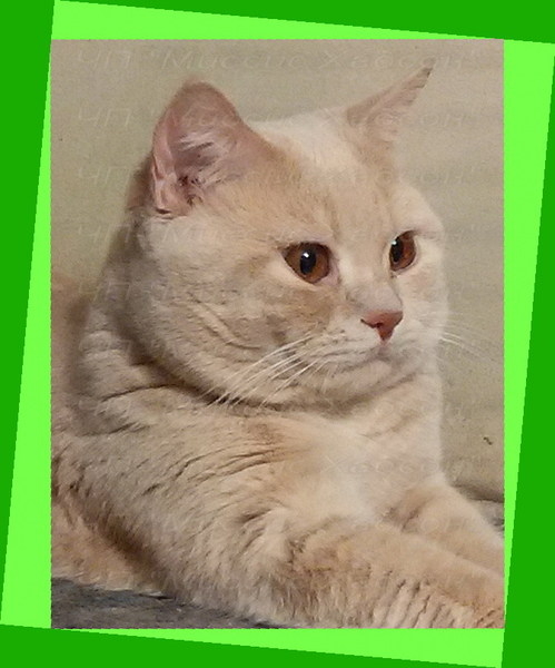 Котята вислоухие КРЕМОВЫЕ. Удовольствие - гарантируем! - <ro>Изображение</ro><ru>Изображение</ru> #4, <ru>Объявление</ru> #1116978