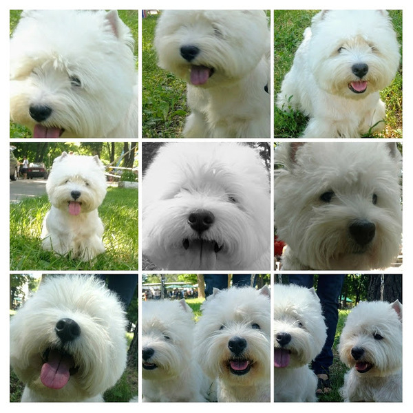 Щенки Вест Хайленд Вайт Терьера - новые линии, импортный производитель - <ro>Изображение</ro><ru>Изображение</ru> #4, <ru>Объявление</ru> #1680139