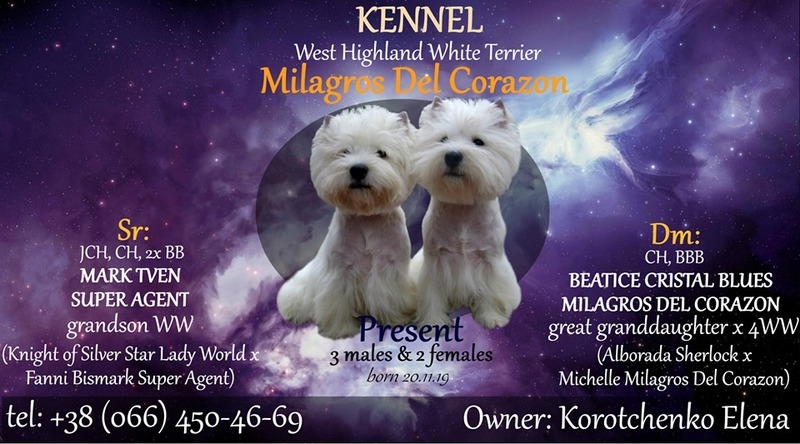 Щенки Вест Хайленд Вайт Терьера - новые линии, импортный производитель - <ro>Изображение</ro><ru>Изображение</ru> #3, <ru>Объявление</ru> #1680139