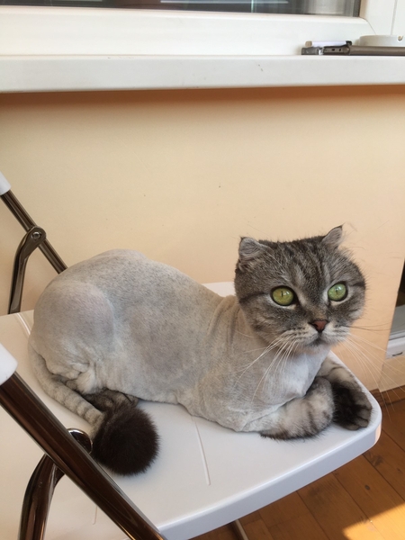 Стрижка животных в Каменском - <ro>Изображение</ro><ru>Изображение</ru> #3, <ru>Объявление</ru> #1686976