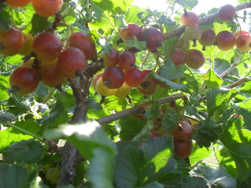 саженцы крыжовника - <ro>Изображение</ro><ru>Изображение</ru> #4, <ru>Объявление</ru> #1660354