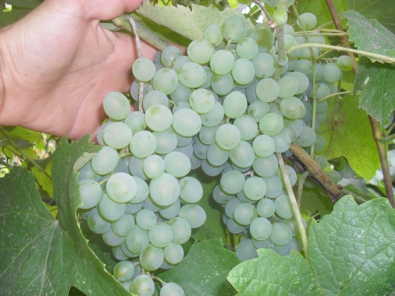  саженцы винограда - <ro>Изображение</ro><ru>Изображение</ru> #3, <ru>Объявление</ru> #1660360