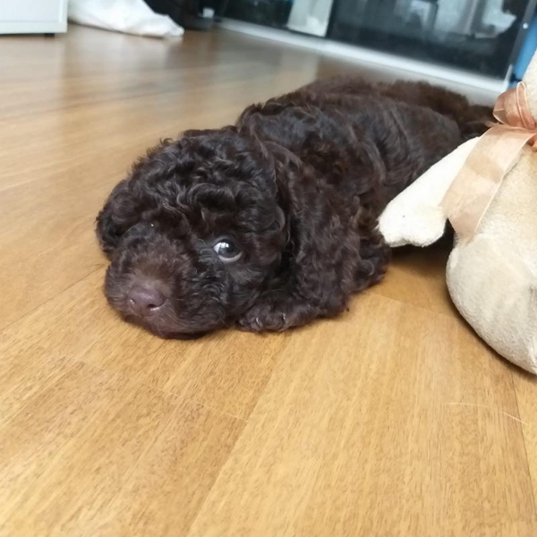 Продам Мини Той пудель. Цвет шоколад - <ro>Изображение</ro><ru>Изображение</ru> #3, <ru>Объявление</ru> #1690549