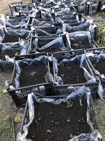 Продам корень стевии медовой - <ro>Изображение</ro><ru>Изображение</ru> #3, <ru>Объявление</ru> #1696509