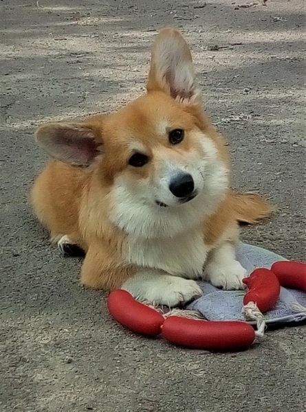 Дрессировка собак, Школа щенка. Кинолог г. Днепр. - <ro>Изображение</ro><ru>Изображение</ru> #4, <ru>Объявление</ru> #1699414